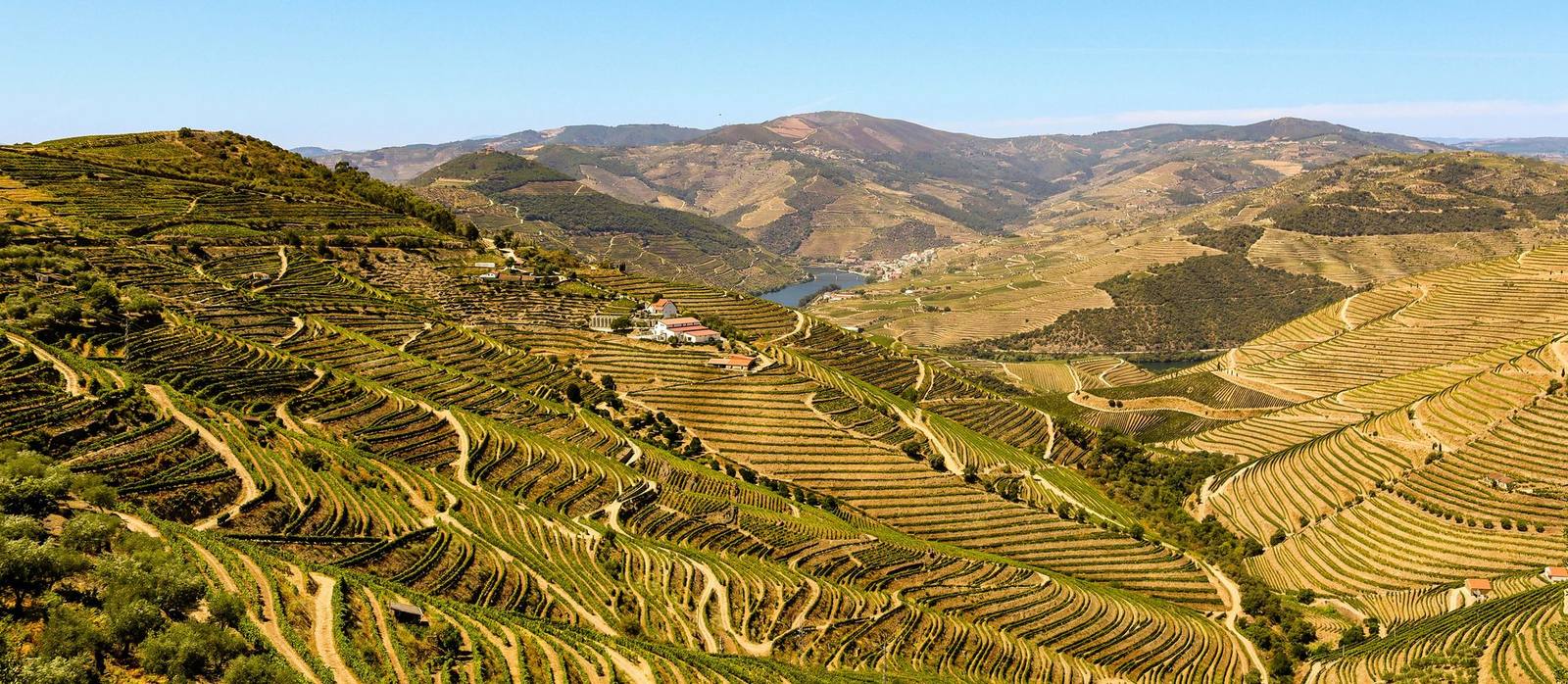 Encostas socalcadas do Douro
