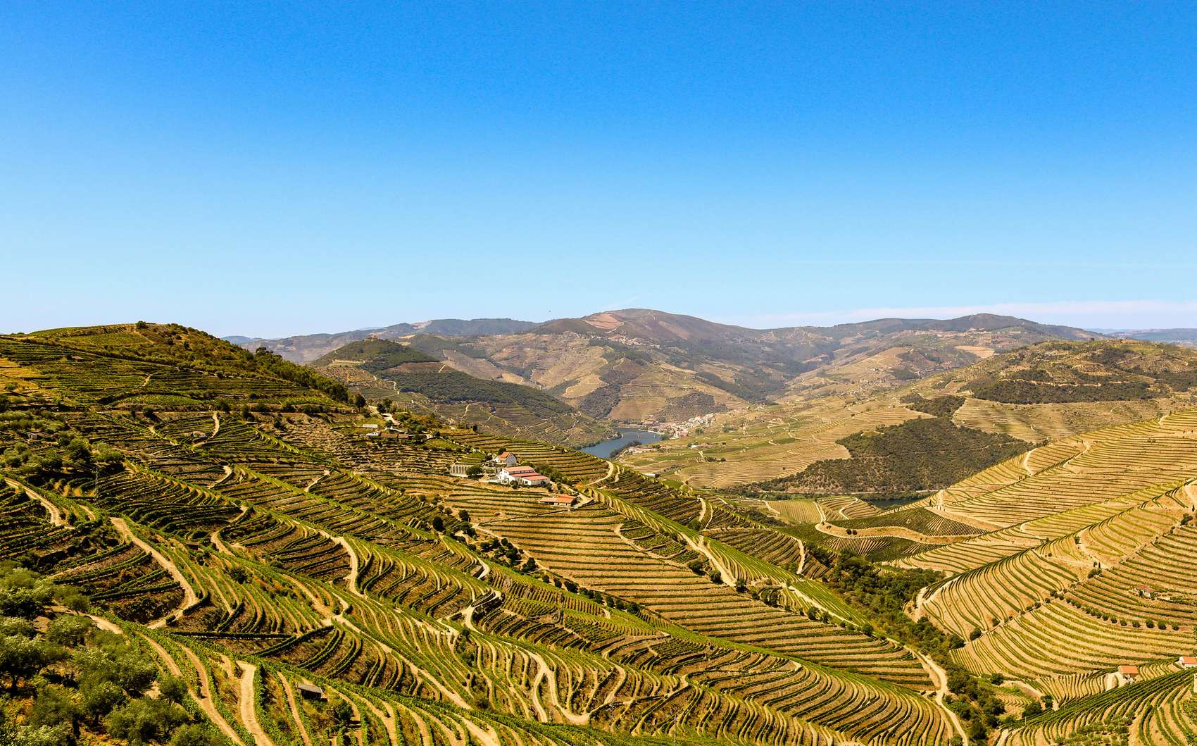 Encostas socalcadas do Douro ao entardecer